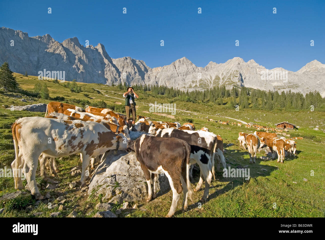 Daniel, herder sull'alpeggio Ladizalm, chiamando i suoi vacche Foto Stock