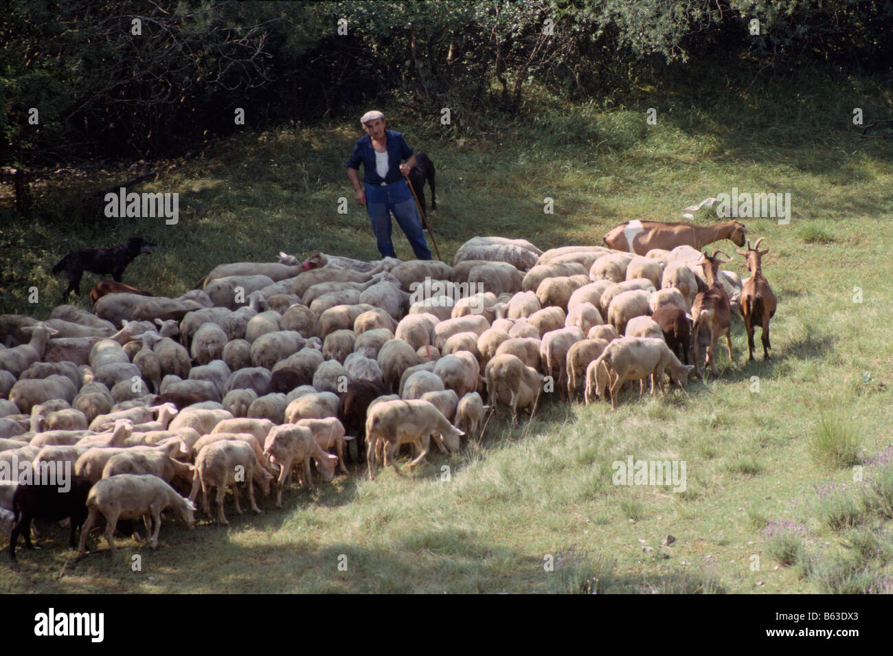 Un pastore e il suo gregge tra die e Bourdeaux in Drome valle nord Provence Francia meridionale Foto Stock
