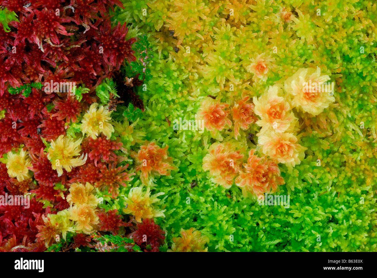 Un letto colorato di sphagnum moss (sphagnum angustifolium) in autunno, altopiani, Scozia. Foto Stock