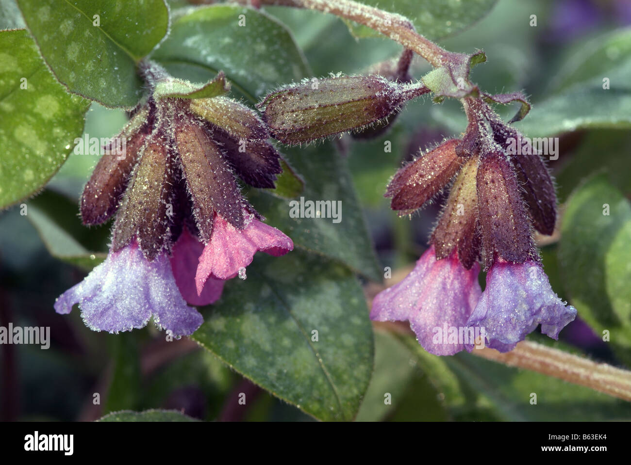 Gerusalemme Cowslip, Lungwort, soldati e marinai, Spotted Dog (Pulmonaria officinalis), fiori. Foto Stock