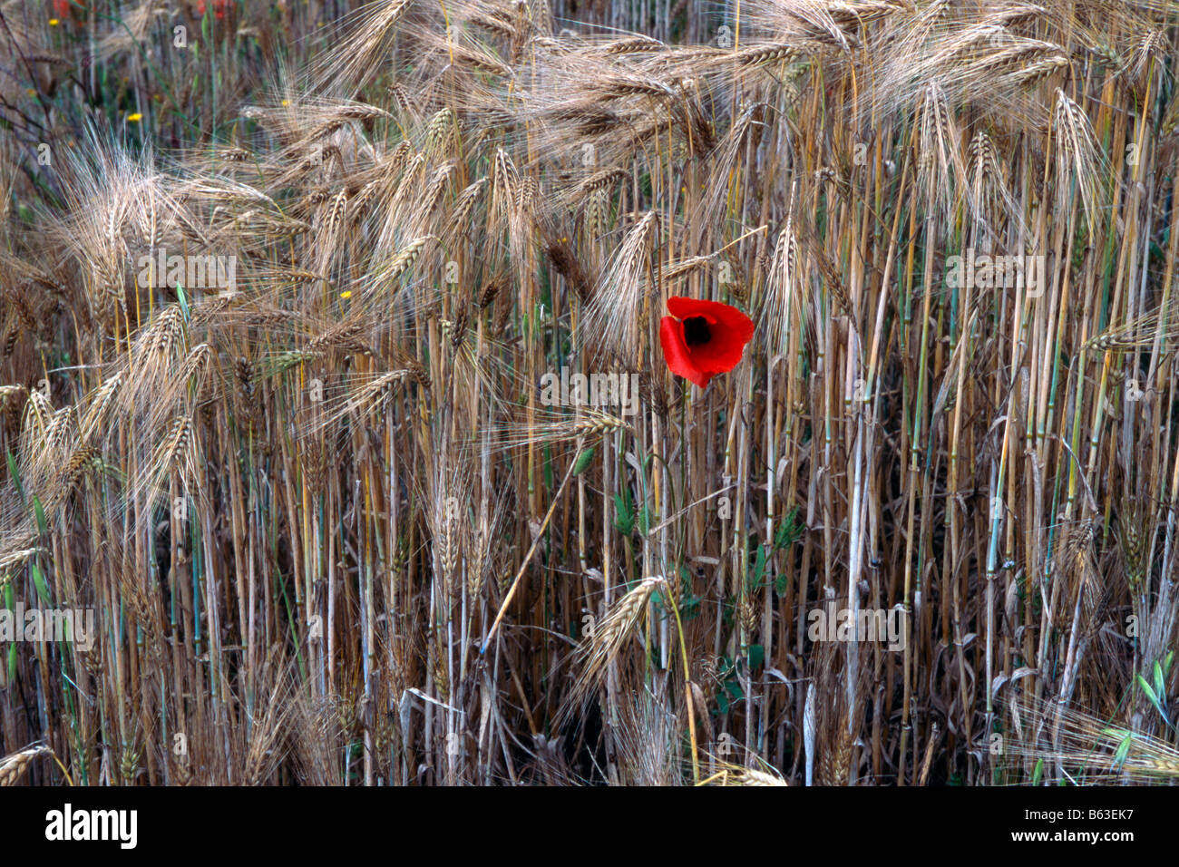 Comune di papavero rosso di mais, semi di papavero, campo papavero, Fiandre Papavero (Papaver rhoeas), fioritura nel campo di mais. Foto Stock