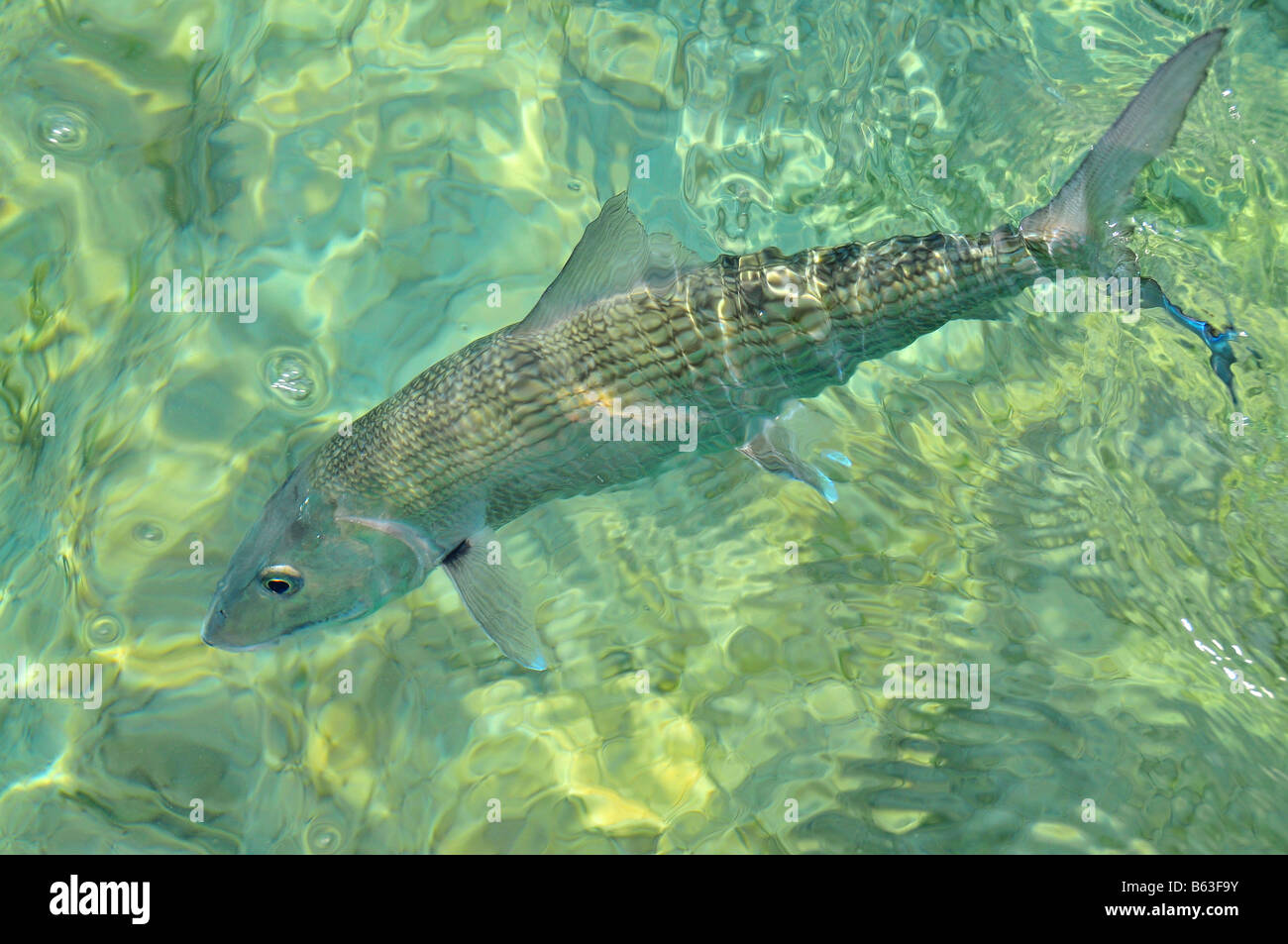Un Caraibi bonefish che è 'tailing' è spesso su alimentazione e granchi e/o gamberetti Nello shallow saltwater flats in tutto i tropichi Foto Stock