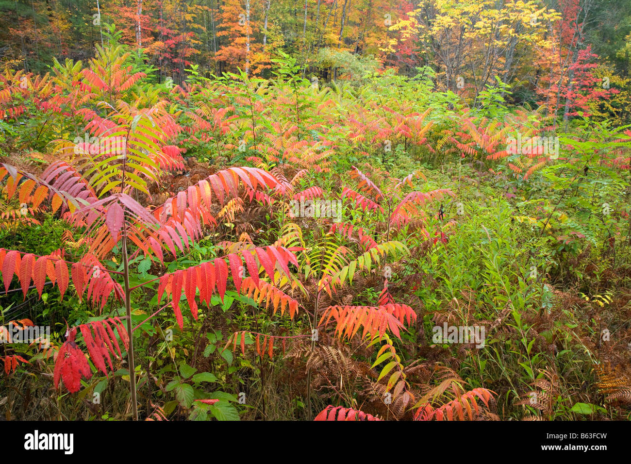 Caduta delle foglie nel White Mountain National Forest, New Hampshire, Stati Uniti d'America. Foto Stock