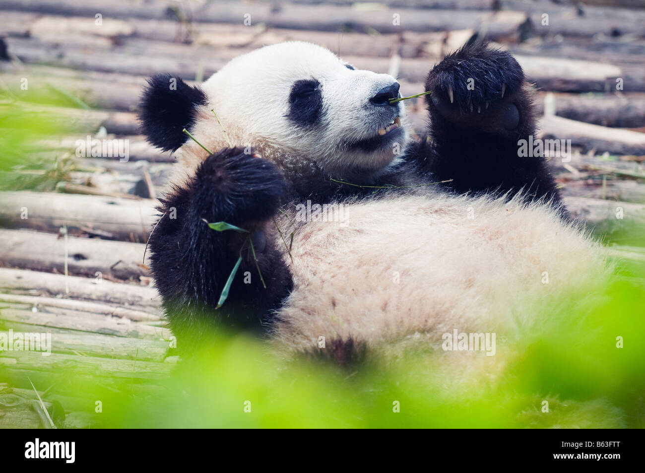 Cina Sichuan riserva Panda sito Patrimonio Mondiale dell'Unesco Foto Stock