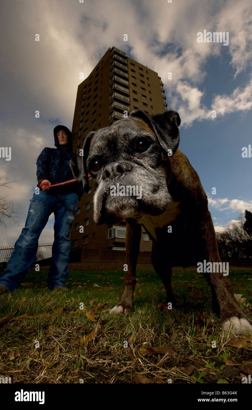 Una gioventù incappucciati tiene il suo cane Boxer su un conduttore esterno di un alloggiamento estate in Brixton Londra Foto Stock