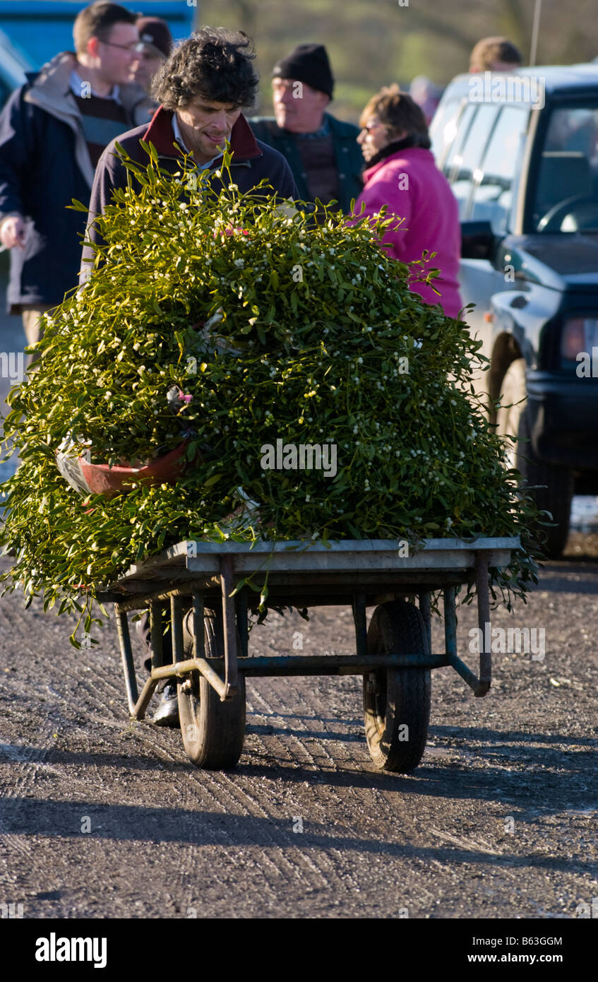 Commercio all'ingrosso annuale asta di taglio agrifoglio e vischio per le decorazioni di Natale a Little Hereford, Shropshire, Inghilterra, Regno Unito Foto Stock