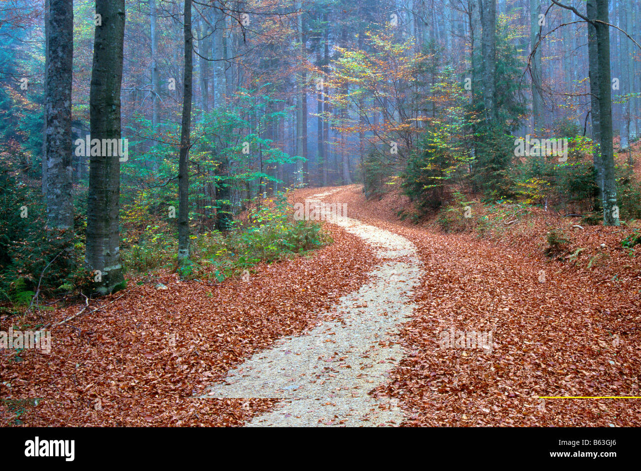 Il sentiero attraverso la foresta di faggio nei colori dell'autunno. Parco Nazionale della Foresta Bavarese, Baviera Germania Foto Stock