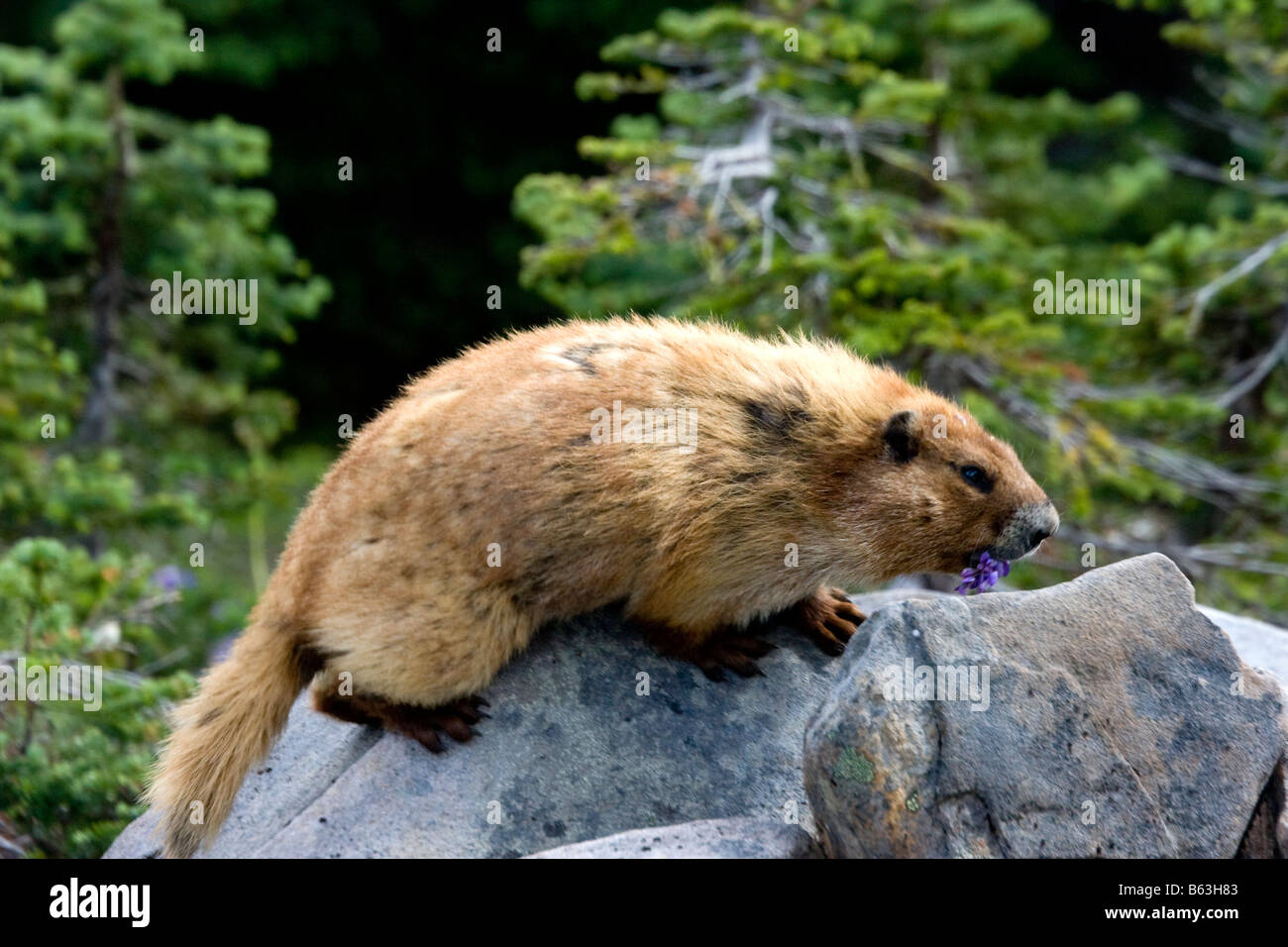 Un Olympic marmotta mangiare di lupino in cima a una roccia vicino alla sua den lungo alta dividere il Parco Nazionale di Olympic Washington Foto Stock