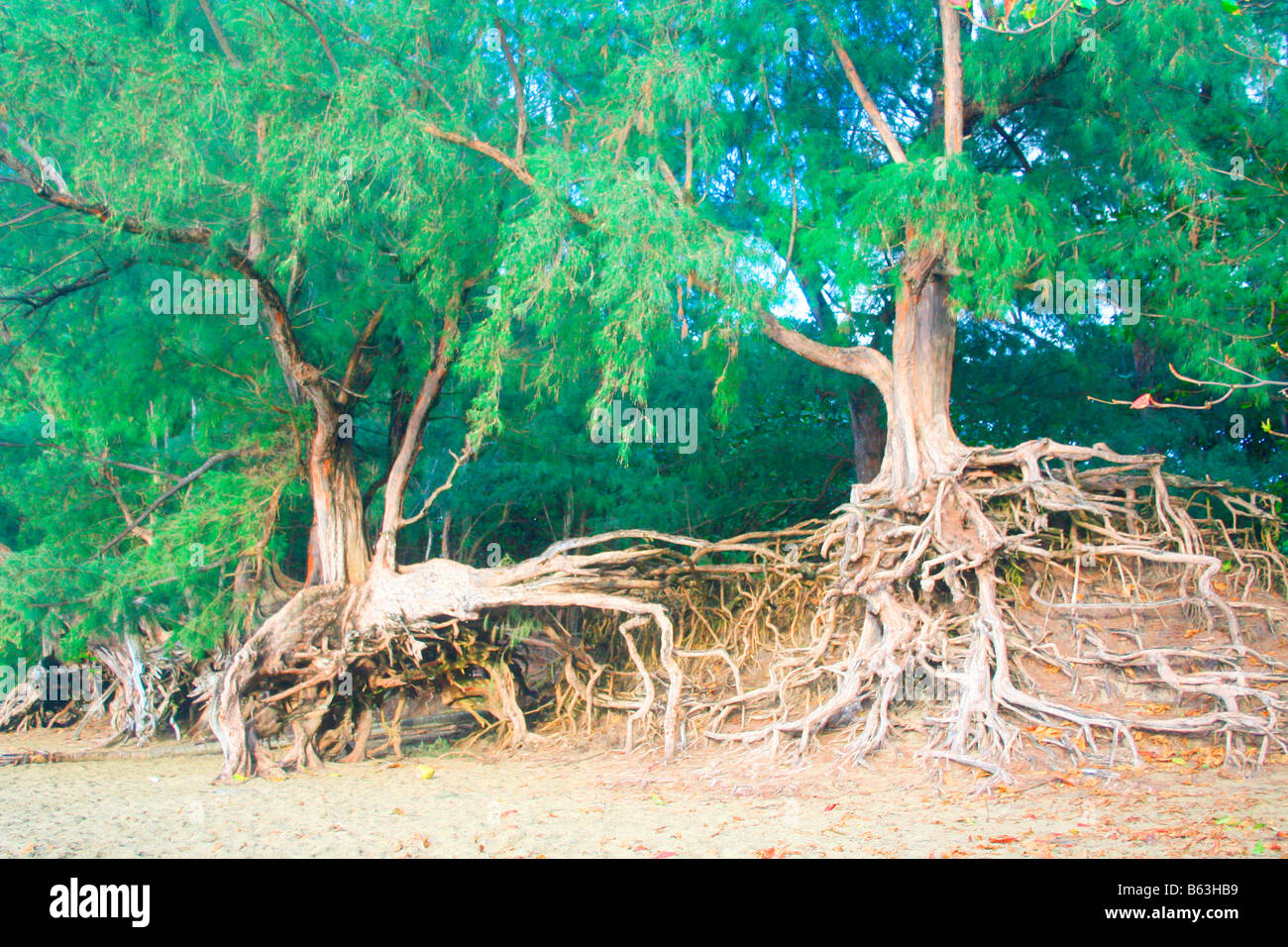 Vecchio albero alberi con radici Foto Stock