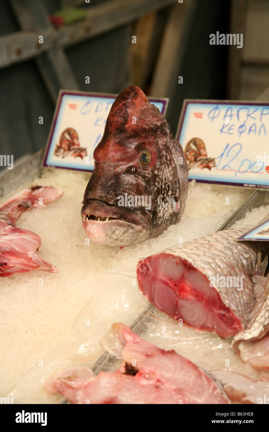 Testa di pesce Foto Stock