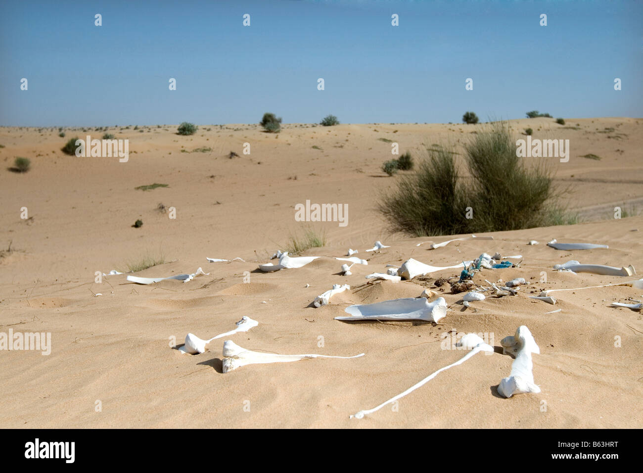 Le ossa di un animale non identificato sparsi nel Al Awir deserto. Foto Stock