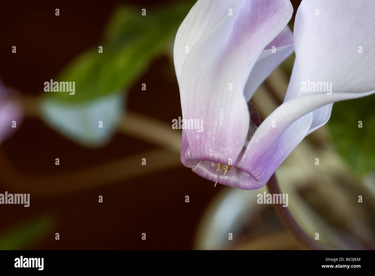 Un close-up di un fiore in piedi su un tavolo di legno IN UNA SALA DA PRANZO Foto Stock