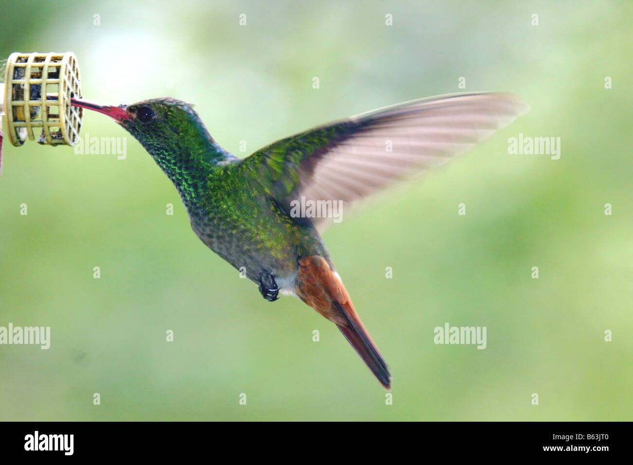 Rufous-tailed Hummingbird Foto Stock