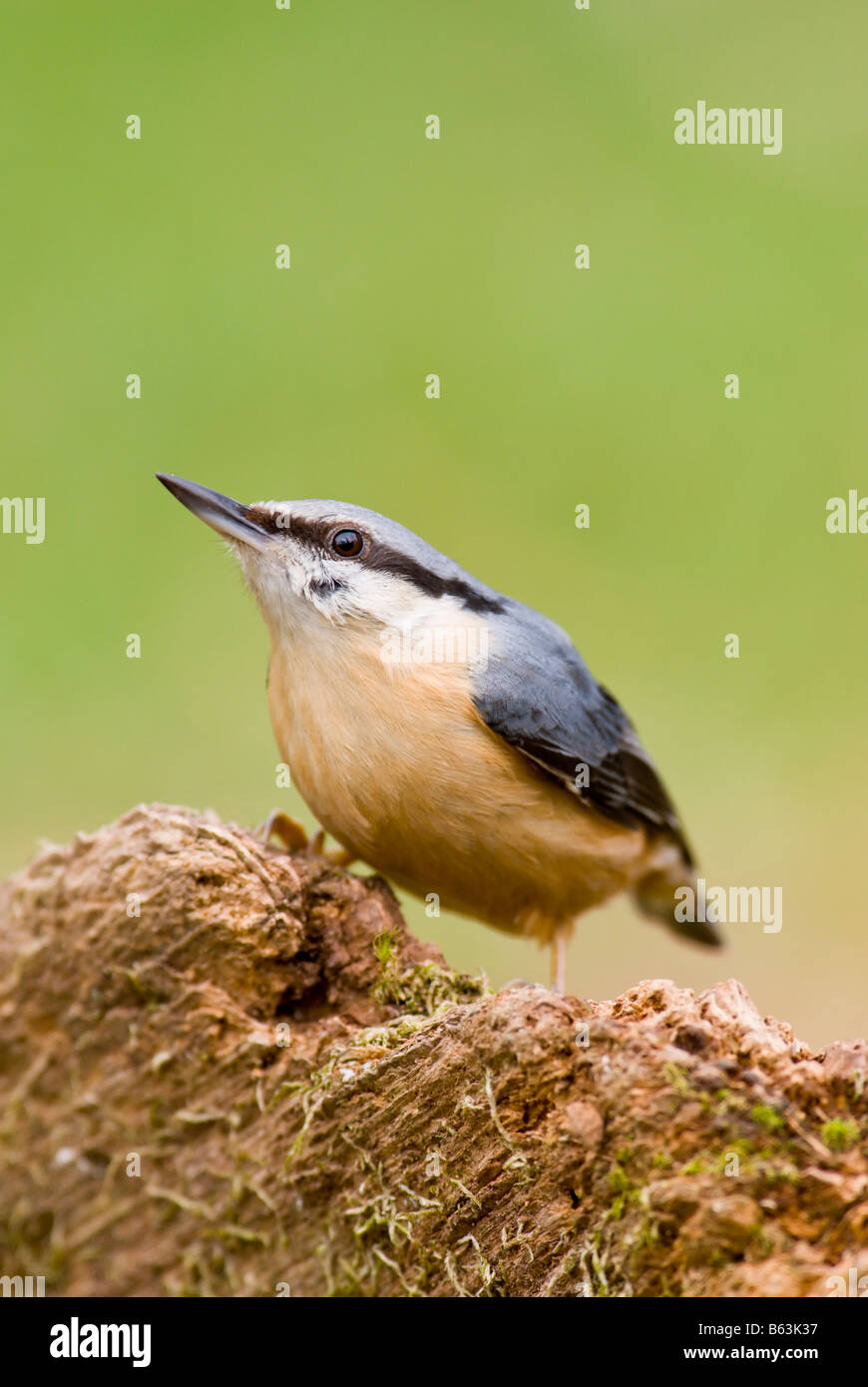 Picchio muratore appollaiato sul log Foto Stock