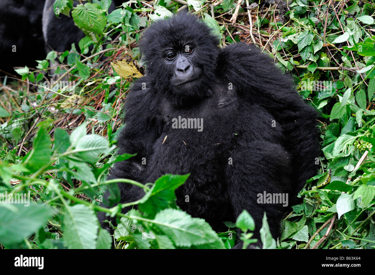 Il novellame di Gorilla di Montagna Gorilla Beringei cercando felici nel Parc Nationale des Volcans Ruanda Foto Stock