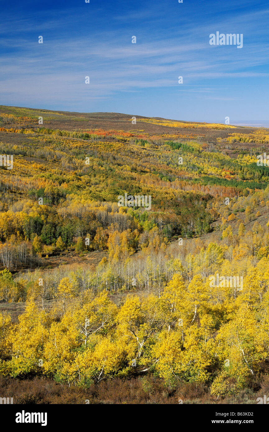 Aspen alberi in autunno a Jackman area parco Steens montagna Oregon orientale Foto Stock