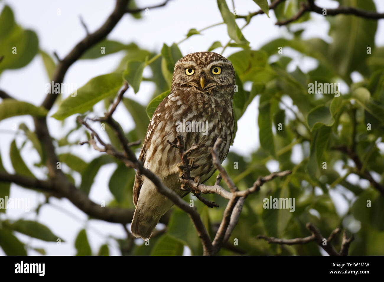 Steinkauz civetta Athene noctua Foto Stock