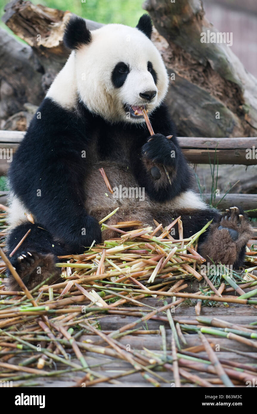 Cina Sichuan riserva Panda sito Patrimonio Mondiale dell'Unesco Foto Stock