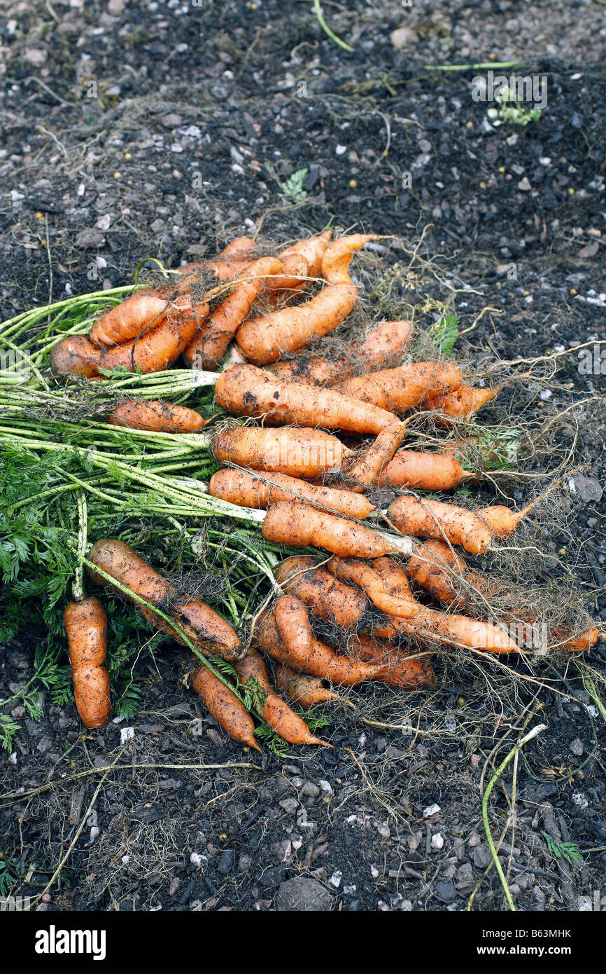 La carota rossa lunga SURREY IL RACCOLTO DA UN SINGOLO 30CM DAIMETER CONTENITORE Foto Stock