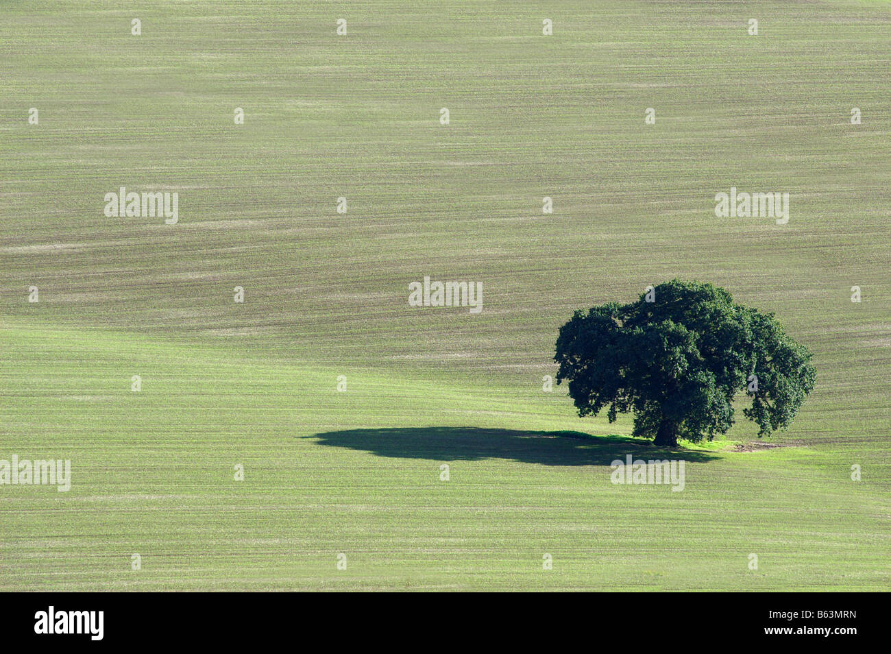Albero solitario sul campo in Hereforshire, vista da Malvern Hills Foto Stock