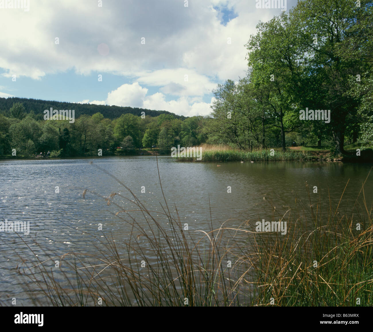 Cannop stagni, Gloucestershire, Foresta di Dean, England, Regno Unito, Europa Foto Stock