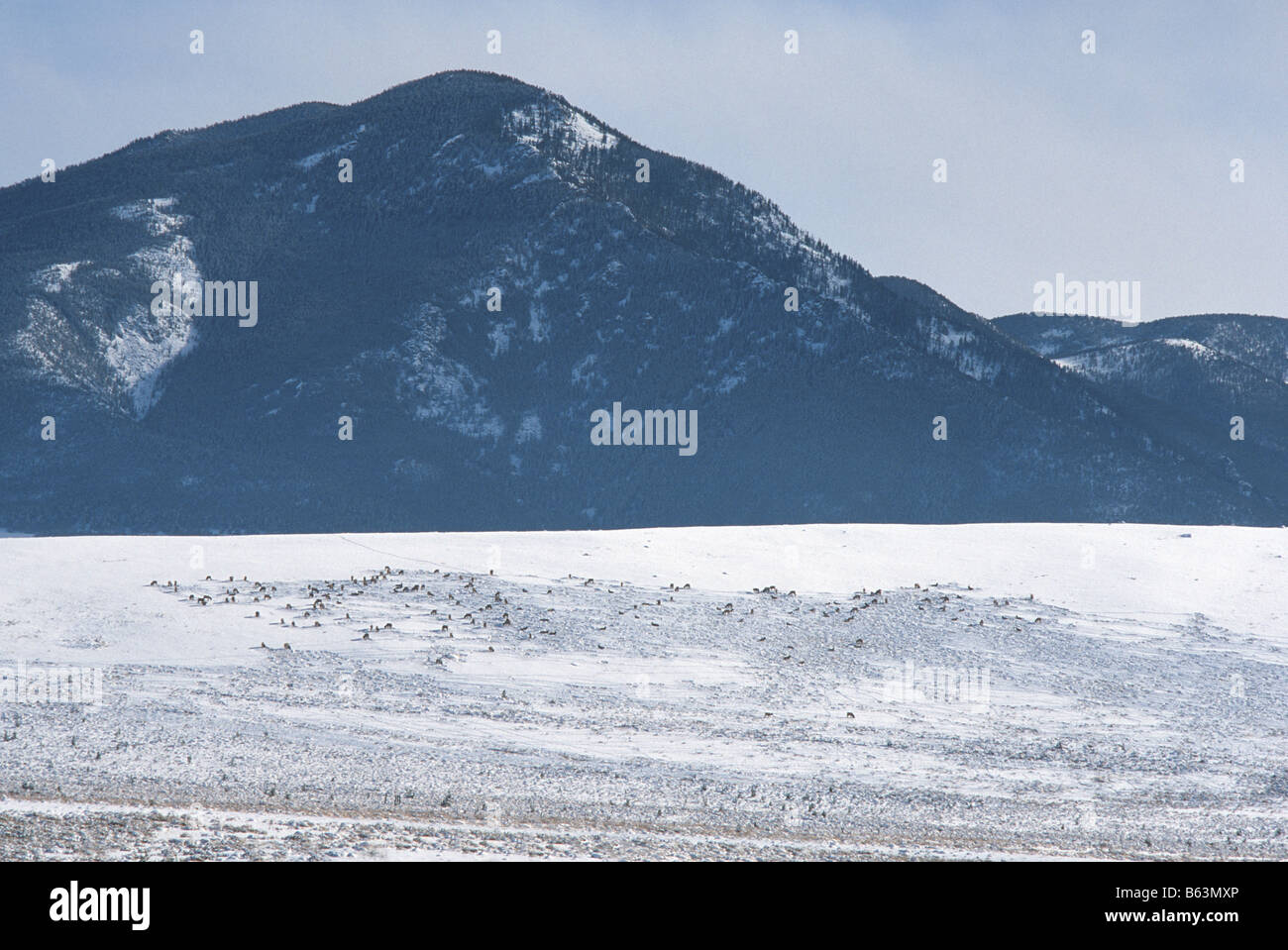 Allevamento di elk su un crinale nevoso vicino a Red Lodge Montana USA Foto Stock