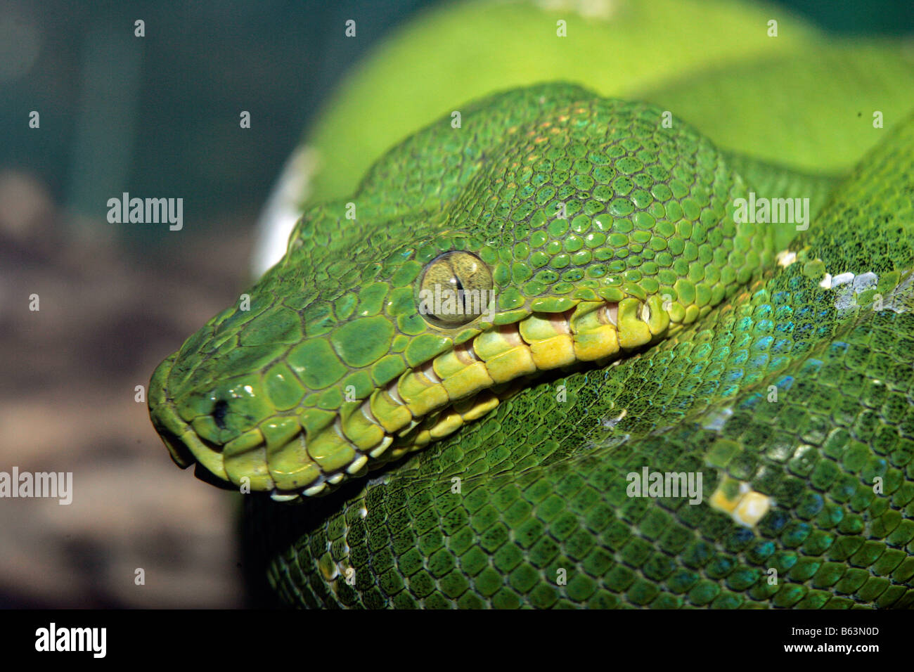 Vista ravvicinata della testa di un emerald tree boa snake Foto Stock