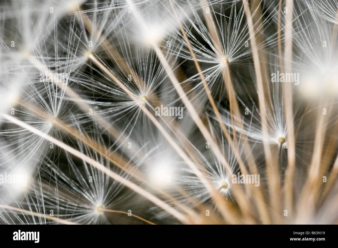 Dente di Leone Foto Stock