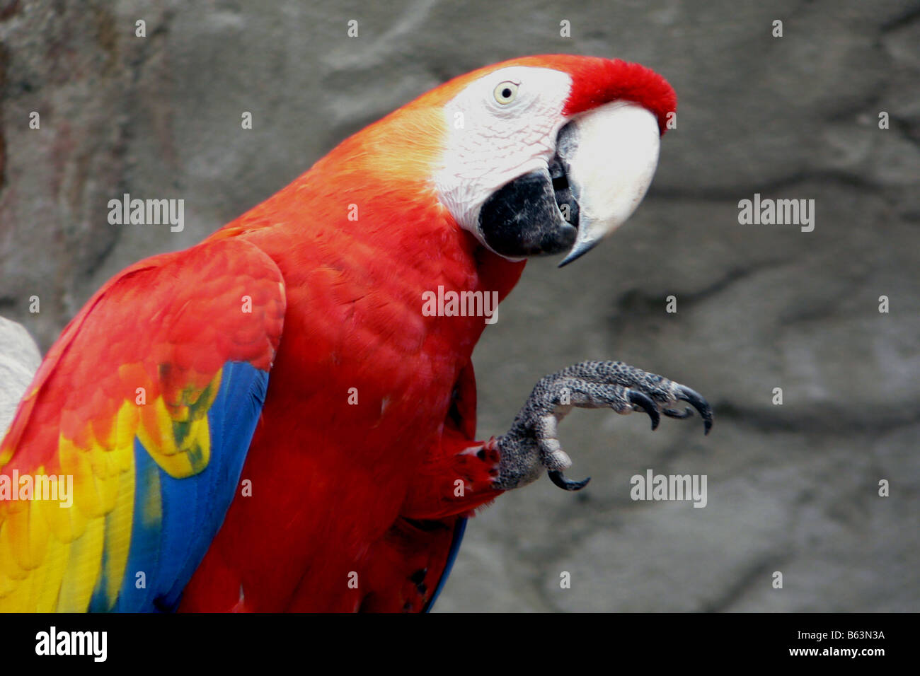 Macaw rosso Foto Stock