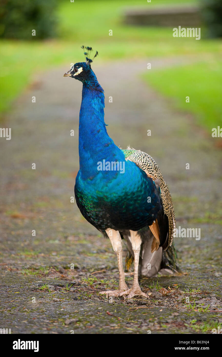 Peacock stanbirdding Foto Stock