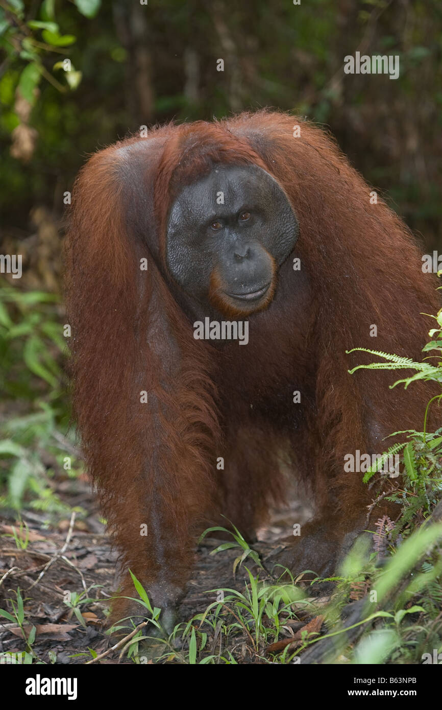 Maschio [orangutan Pongo pygmaeus] in Tanjung messa NP Borneo Foto Stock