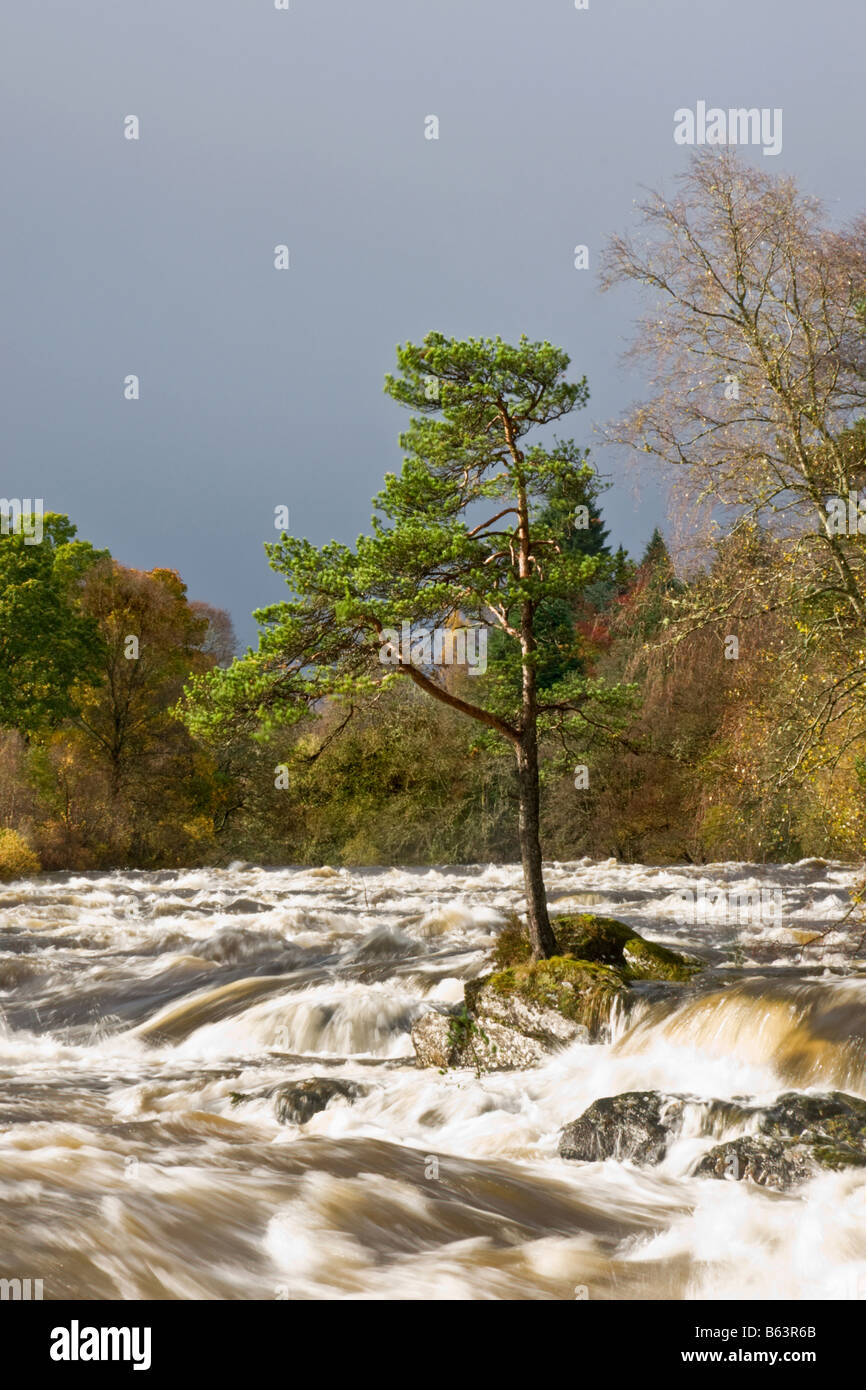 Pino silvestre albero nel mezzo del fiume Dochart durante le inondazioni. Foto Stock