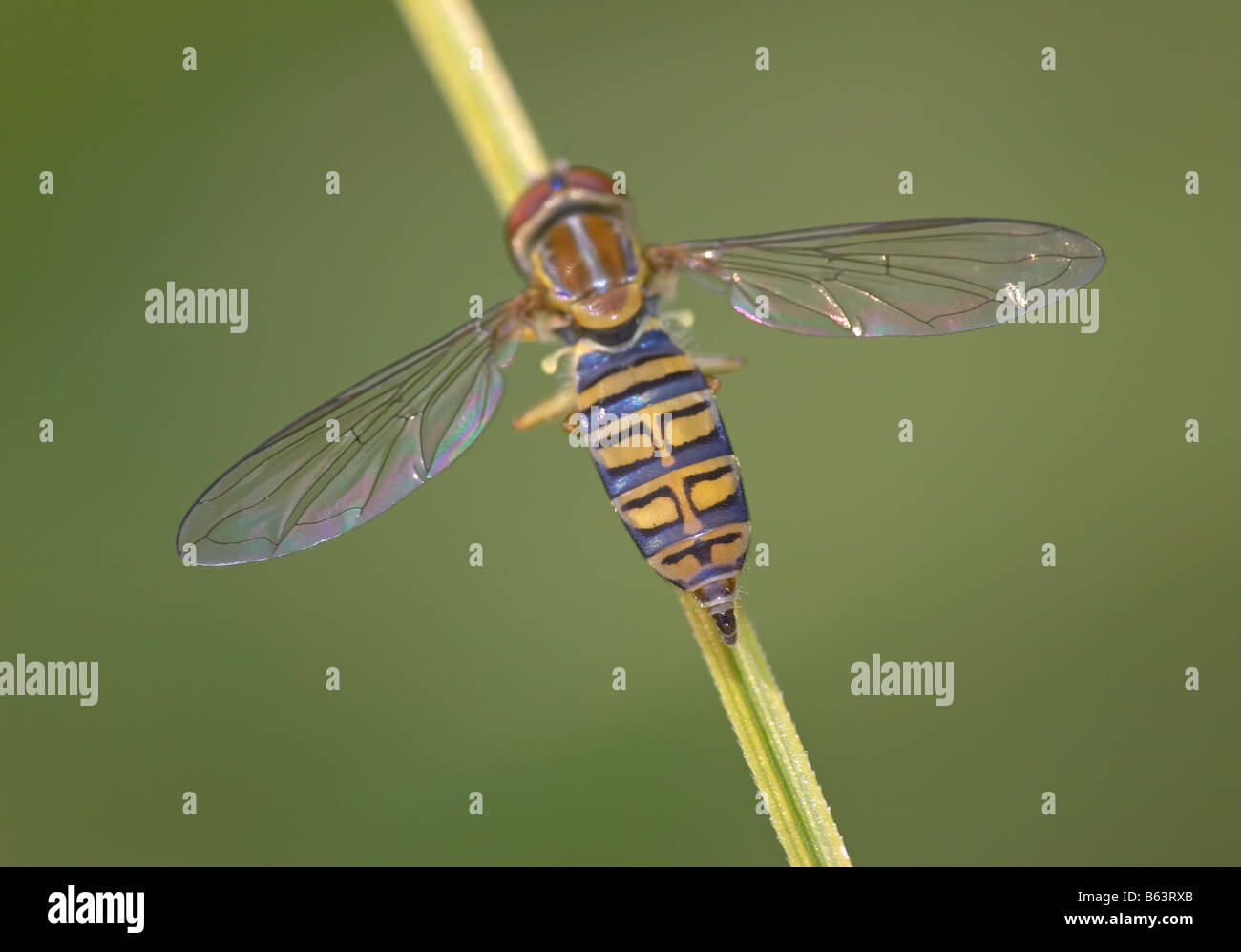 Un calligrafo di mais (Toxomerus politus) si estende con le sue ali. Foto Stock