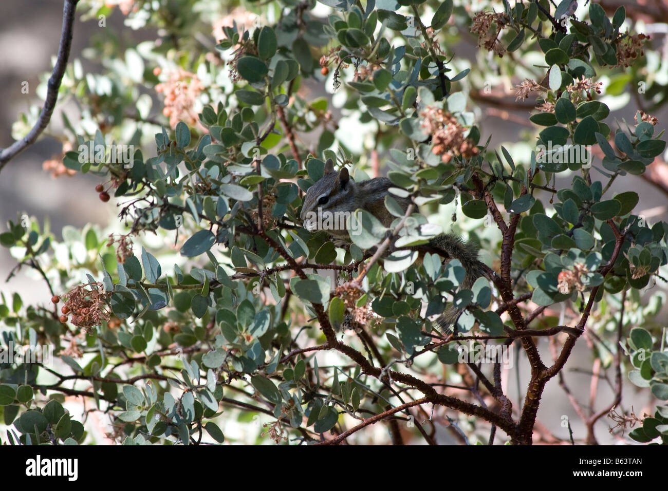 Scoiattolo striado roditura manzaneta sul genere Arctostaphylos bush berrys sementi Foto Stock