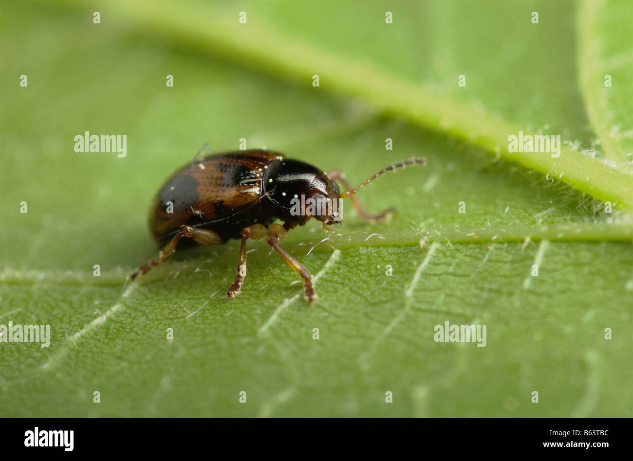 Foglia di Paria beetle Foto Stock