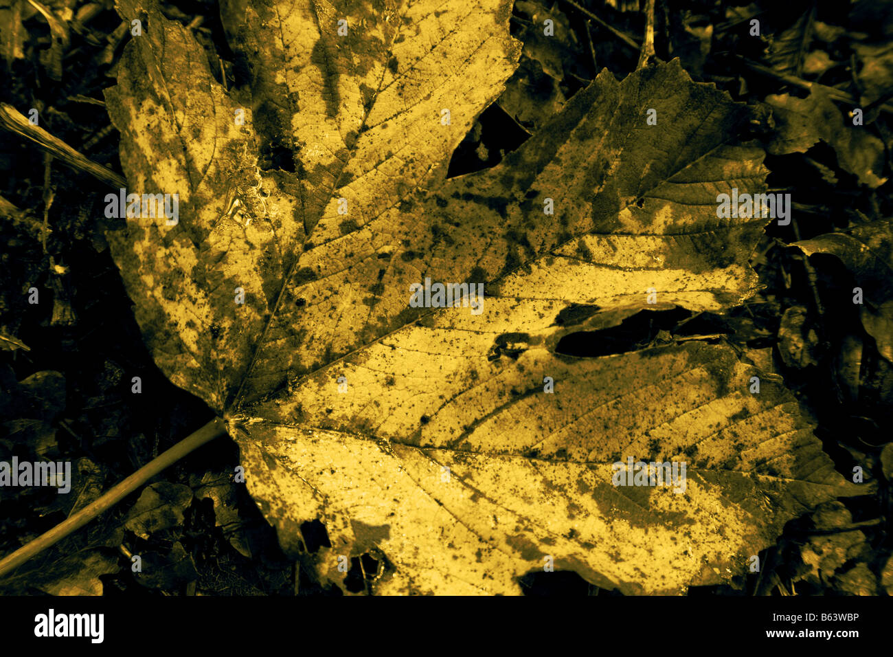 foglio di autunno Foto Stock