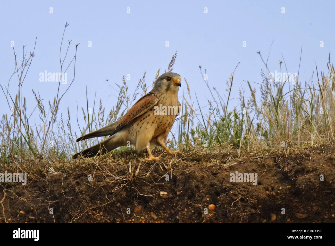 Turmfalke Falco tinnunculus gheppio comune Foto Stock