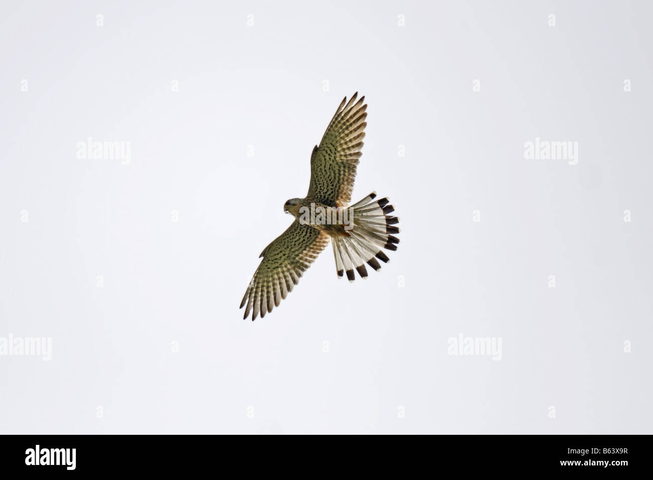 Turmfalke Falco tinnunculus gheppio comune Foto Stock