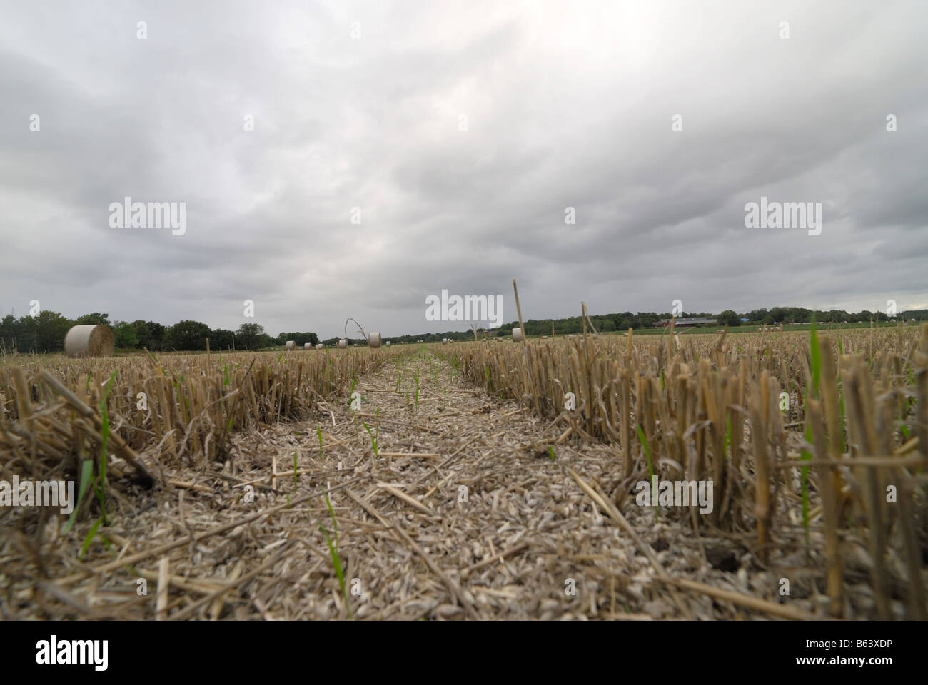 Un campo dopo il raccolto in autunno la Svezia Foto Stock
