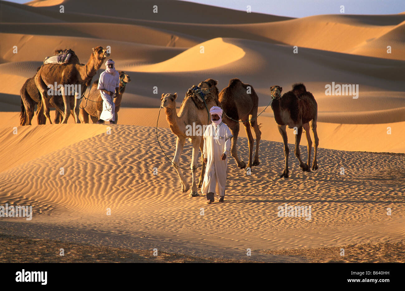 Algeria, Timimoun, beduini e cammelli. Deserto del Sahara. Foto Stock