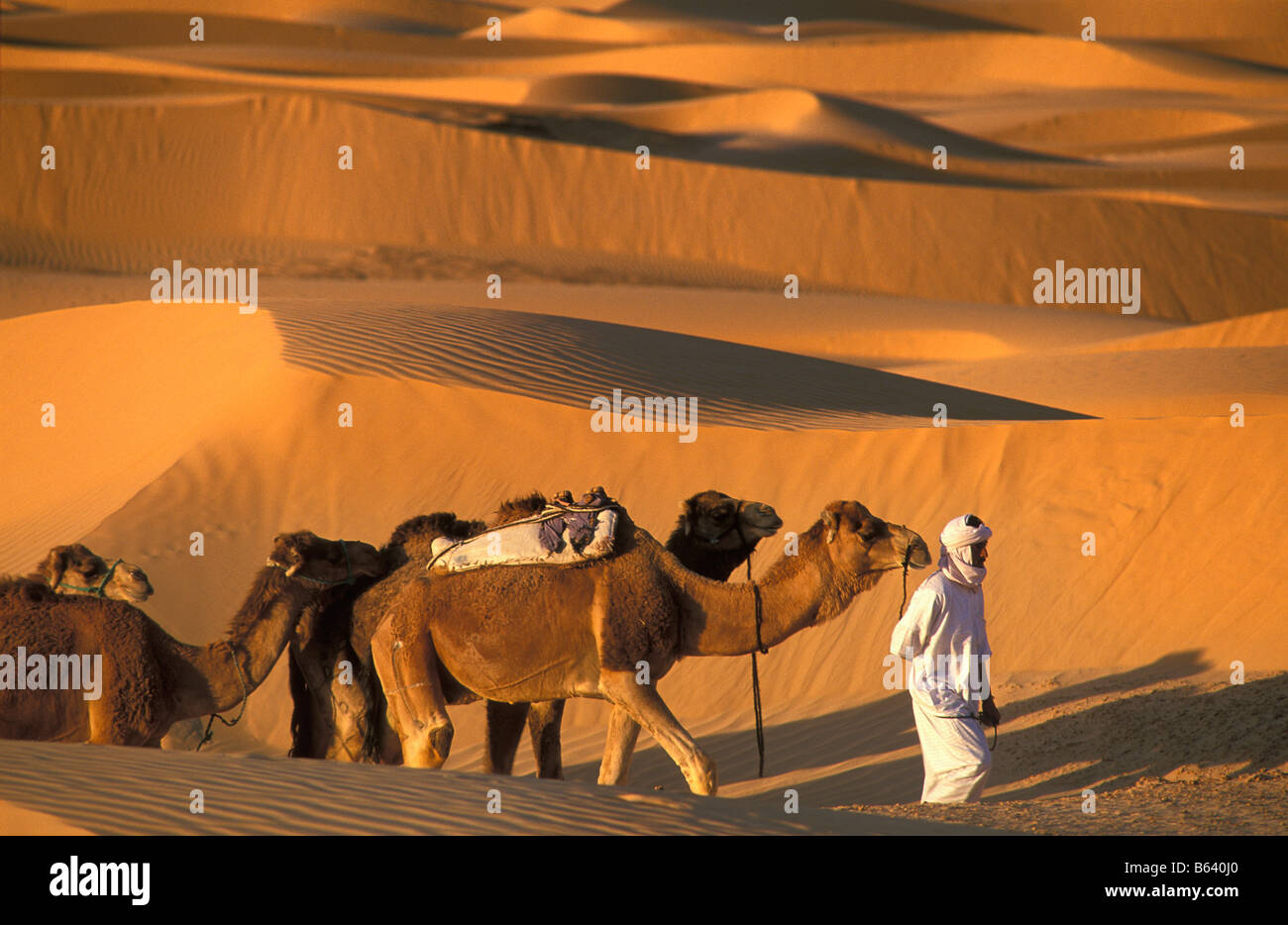Algeria, Timimoun, beduini e cammelli. Deserto del Sahara. Foto Stock