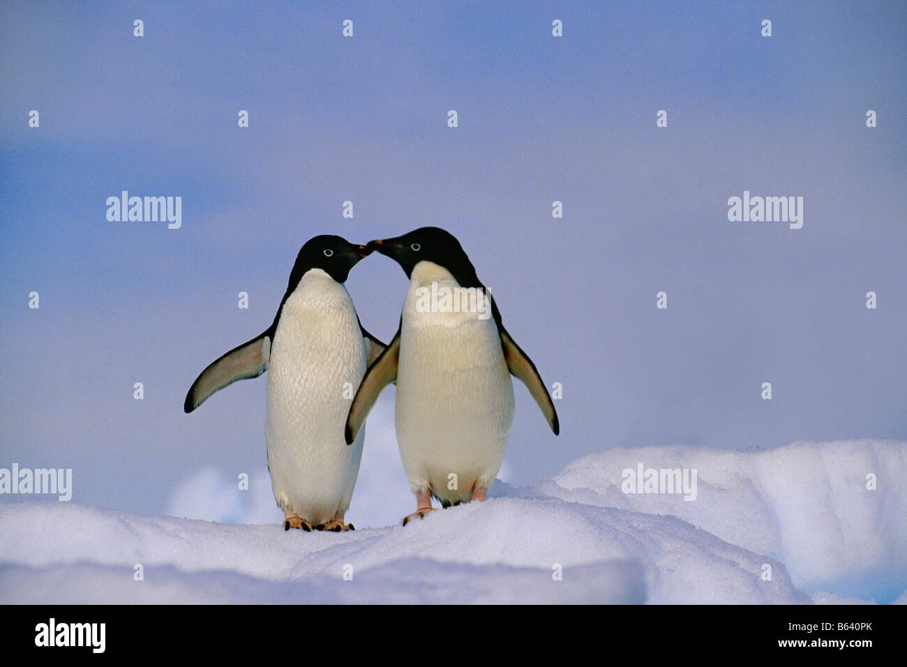 L'Antartide, Adelie penguins ( Pygoscelis adeliae ) kissing Foto Stock