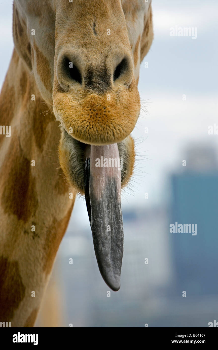 Australia di Sydney e lo Zoo Taronga. Giraffe Foto Stock
