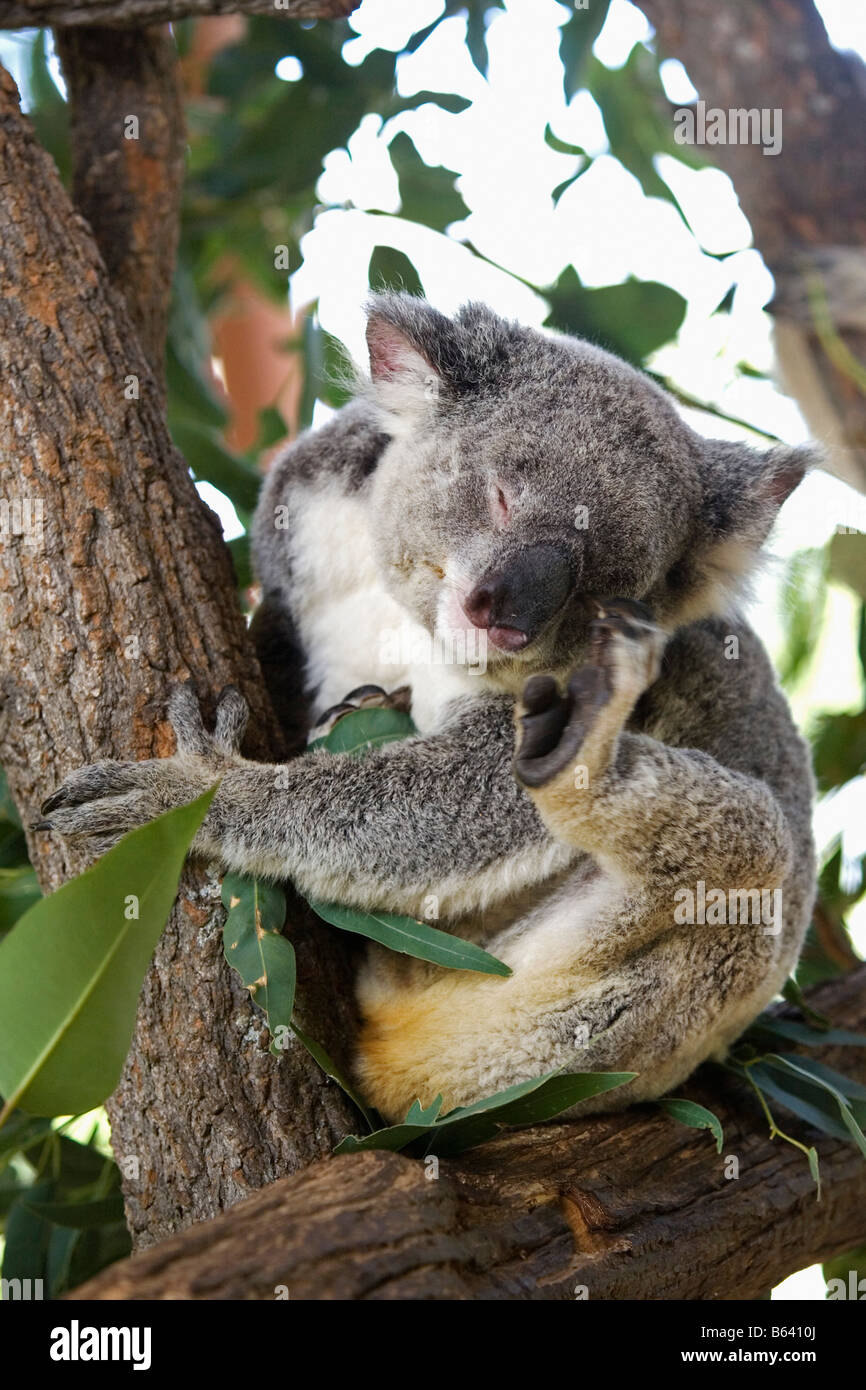 Australia di Sydney e lo Zoo Taronga. Il Koala, [Phascolarctos Cinereus] Foto Stock
