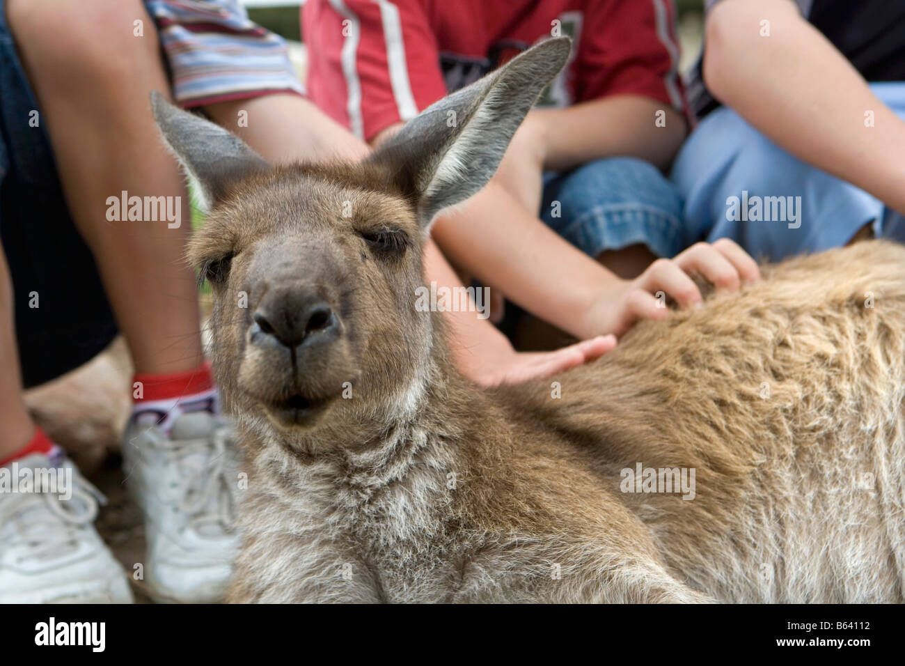 Australia di Sydney e lo Zoo Taronga. I bambini di toccare kangaroo Foto Stock