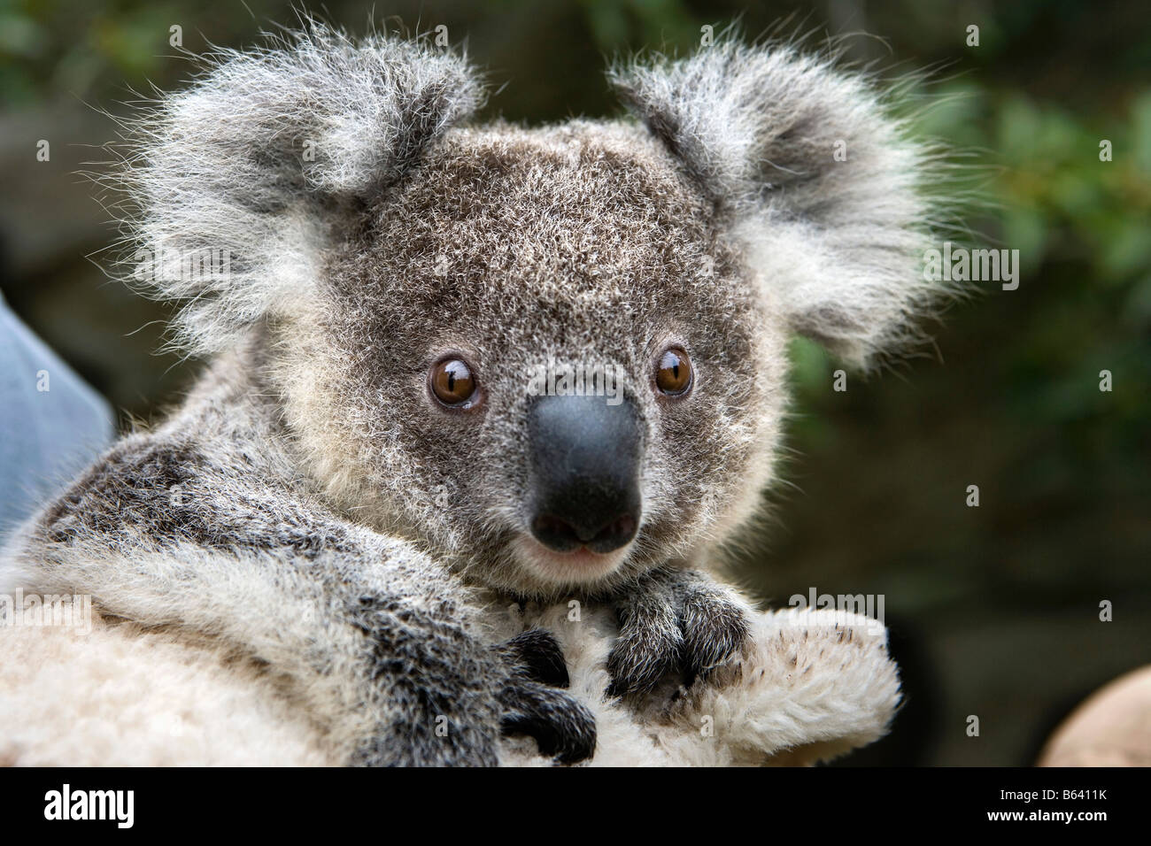 Australia di Sydney e lo Zoo Taronga. Baby Koala [Phascolarctos Cinereus] Foto Stock