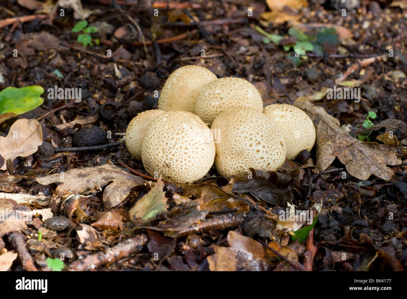 Messa a terra comune sfera Scleroderma citrinum funghi crescente tra figliata di foglia Foto Stock