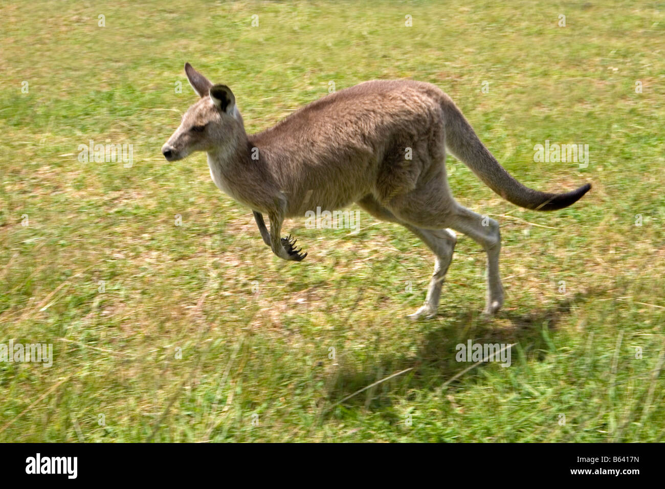 Australia, South West Wales, Camden. Gledswood Homestead e cantina. Kangaroo in esecuzione. Foto Stock