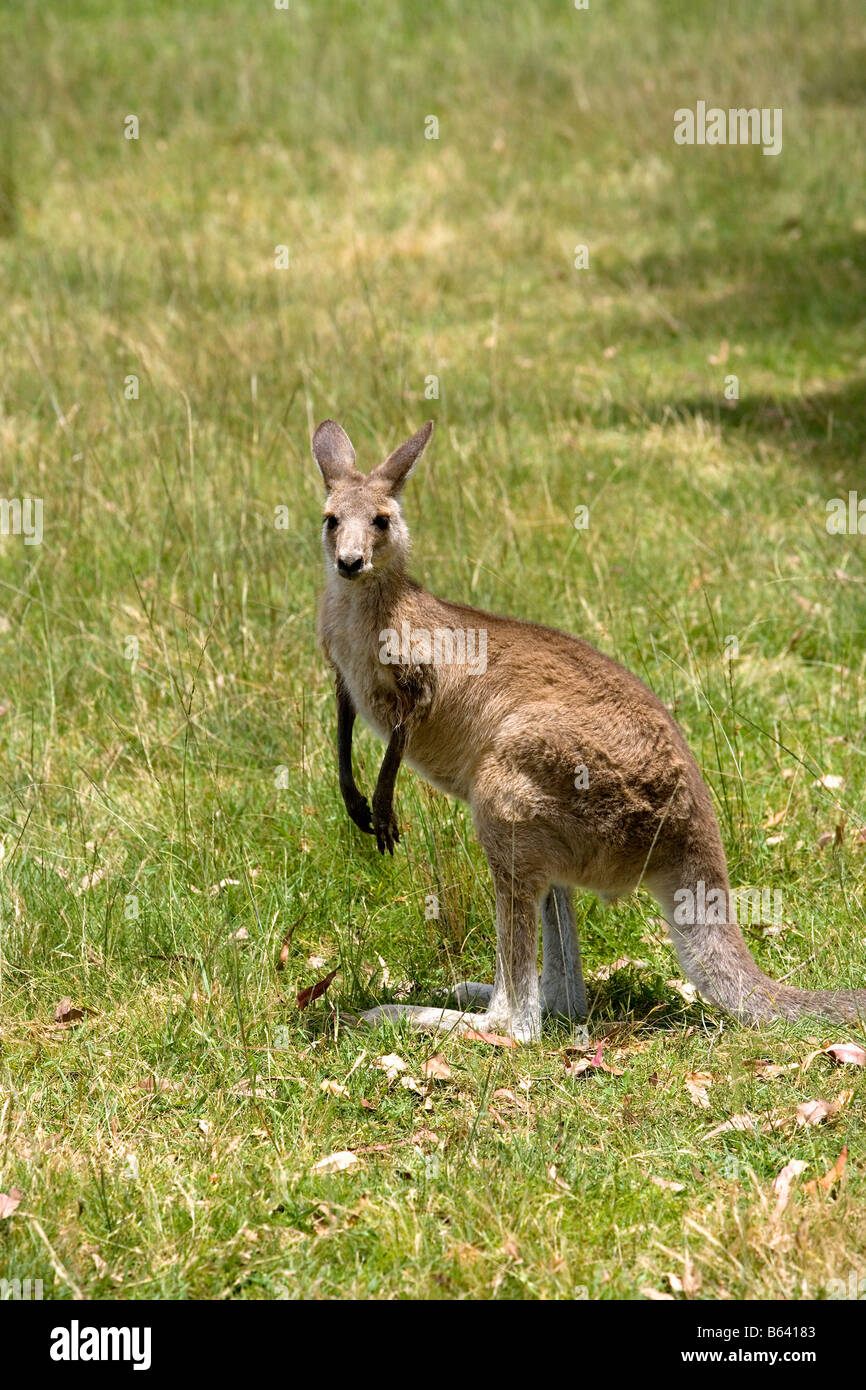 Australia, South West Wales, Camden. Gledswood Homestead e cantina. Kangaroo Foto Stock