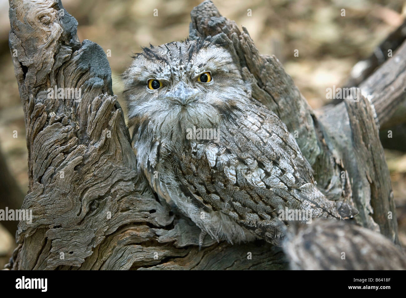 Australia, vicino a Sydney. Featherdale Wildlife Park. Bruno Frogmouth ( Podargus Strigoides ) Foto Stock